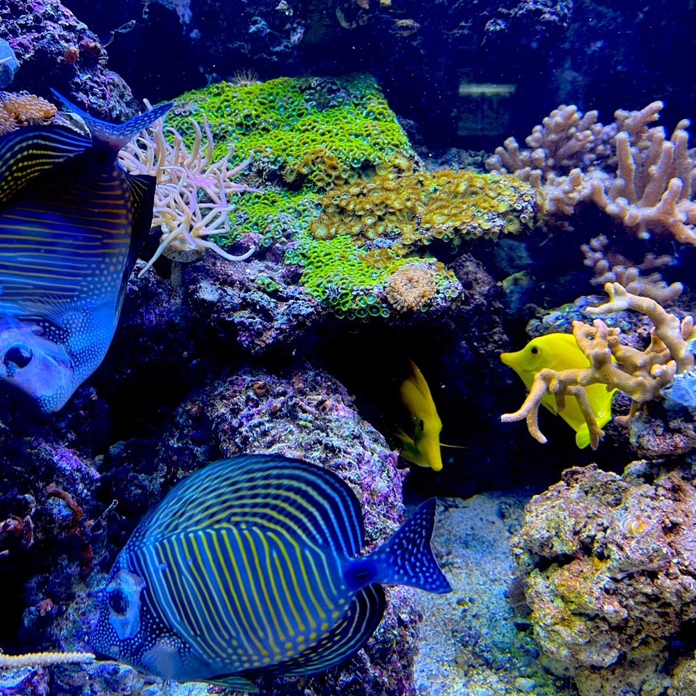 Meet your Posher, G2